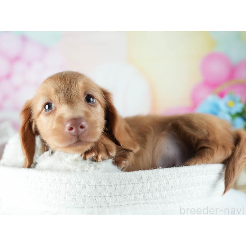 販売中の茨城県のミニチュアダックスフンド(ロングヘアード)-455658の4枚目