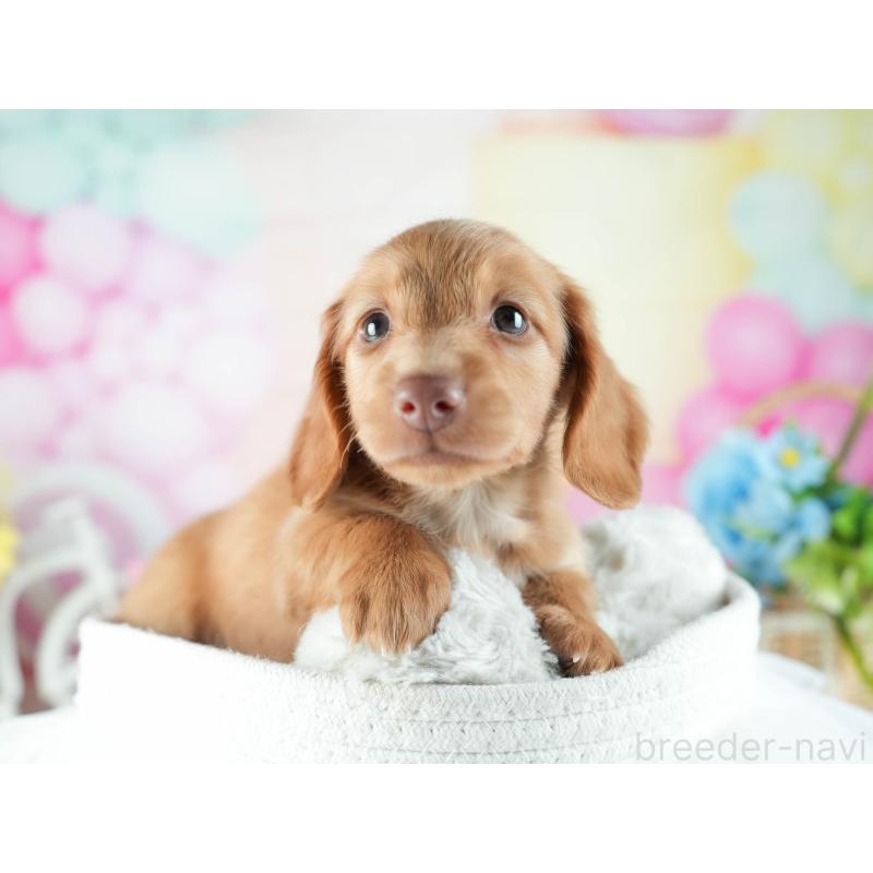 販売中の茨城県のミニチュアダックスフンド(ロングヘアード)-455658の3枚目