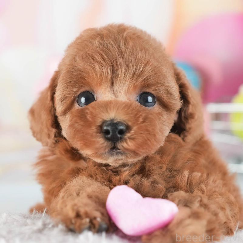 販売中の茨城県のタイニープードル-455660の9枚目