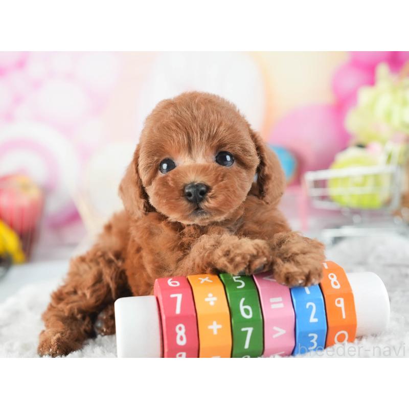 販売中の茨城県のタイニープードル-455660の8枚目