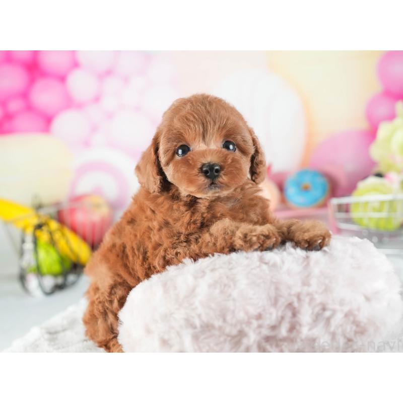 販売中の茨城県のタイニープードル-455660の7枚目