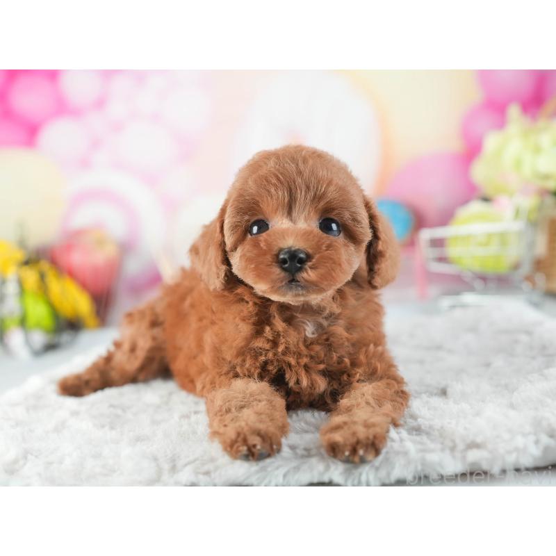 販売中の茨城県のタイニープードル-455660の6枚目