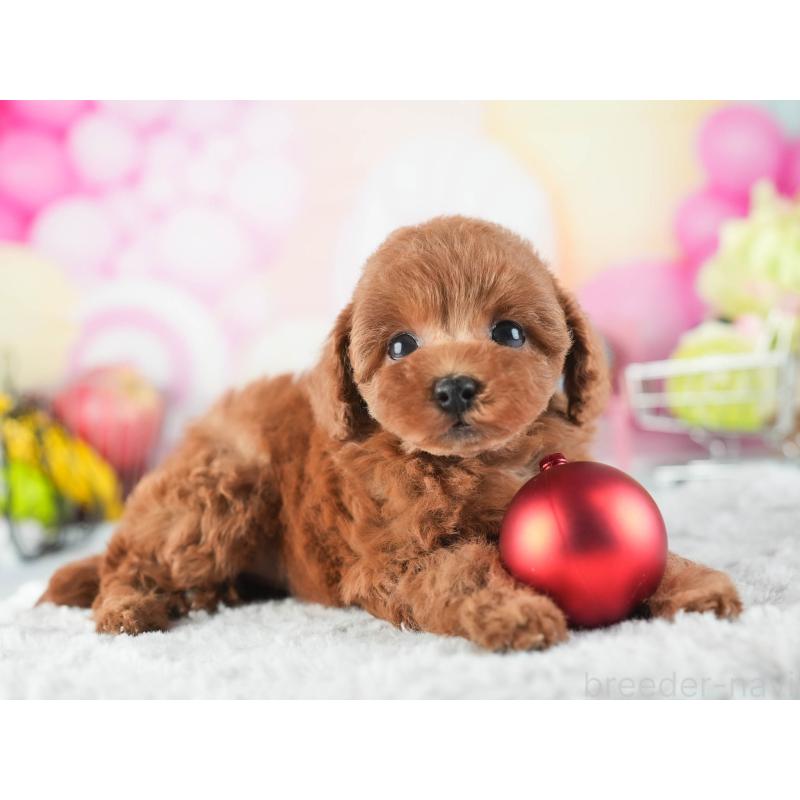 販売中の茨城県のタイニープードル-455660の5枚目