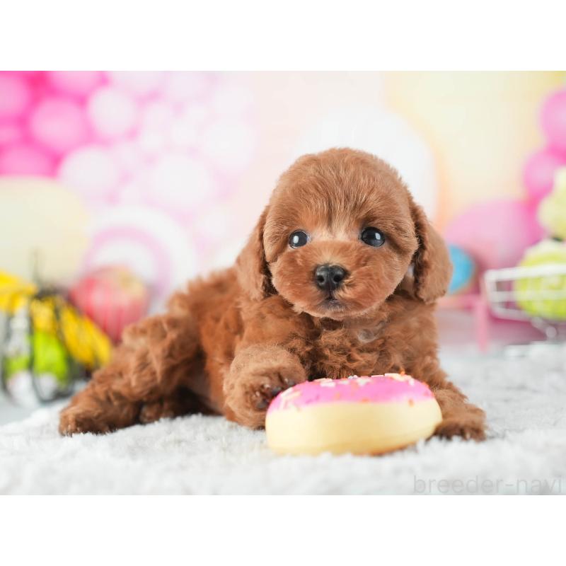 販売中の茨城県のタイニープードル-455660の4枚目