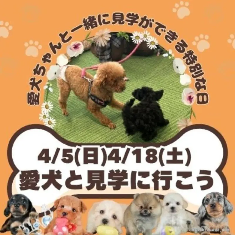 販売中の茨城県のトイプードル-455886の14枚目