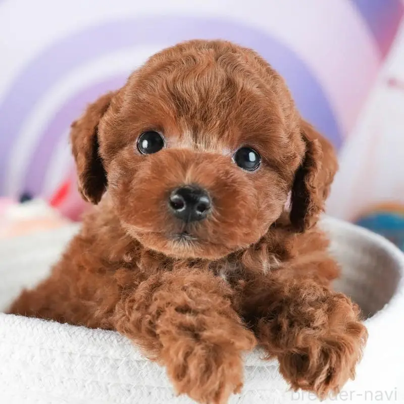 販売中の茨城県のトイプードル-455886の8枚目