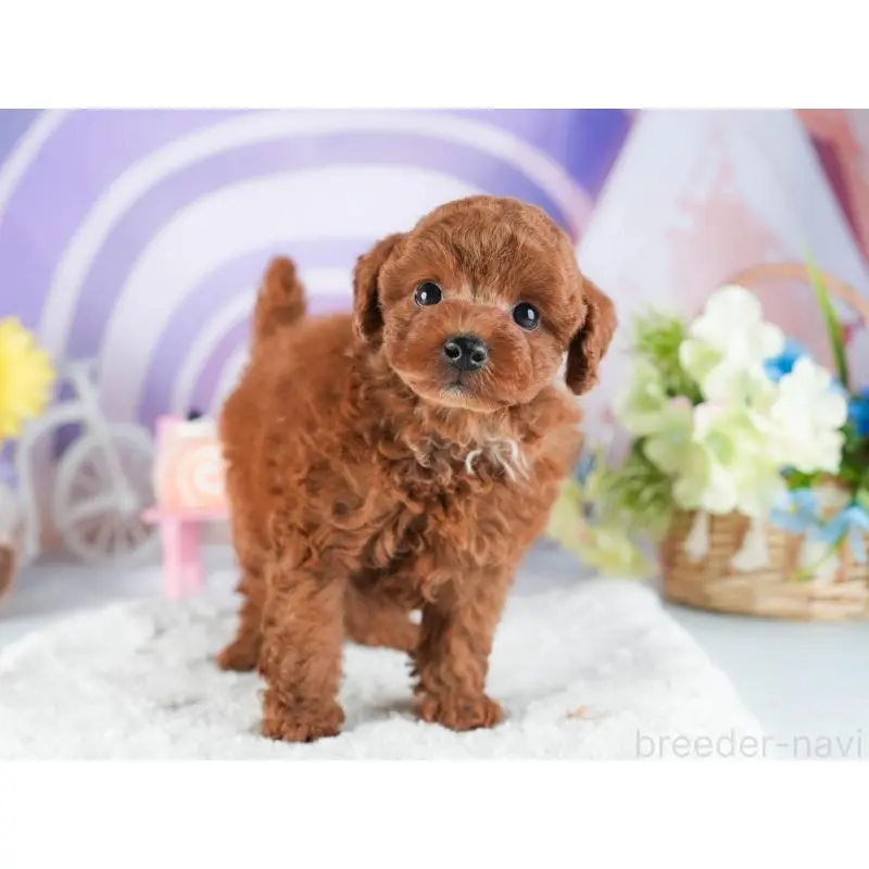 販売中の茨城県のトイプードル-455886の7枚目