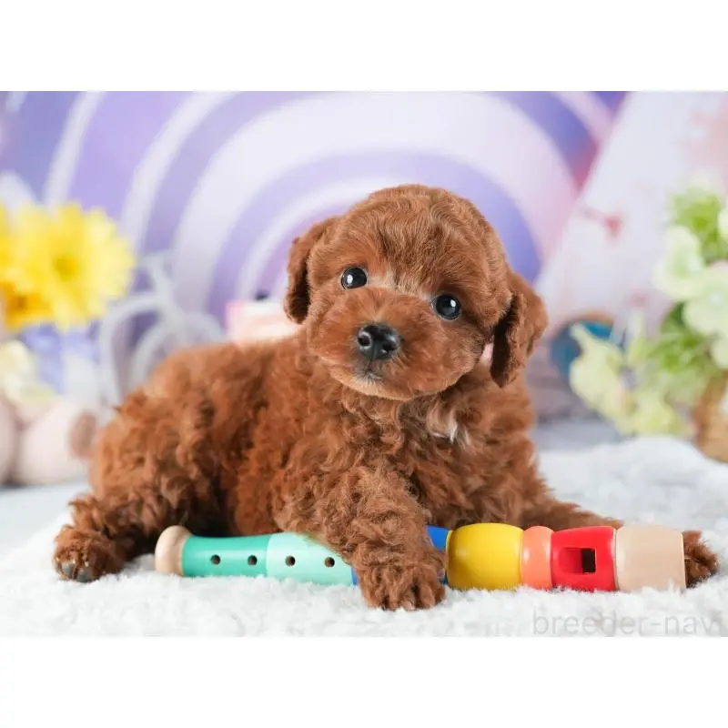 販売中の茨城県のトイプードル-455886の6枚目