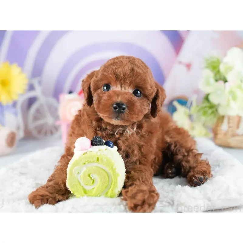 販売中の茨城県のトイプードル-455886の5枚目