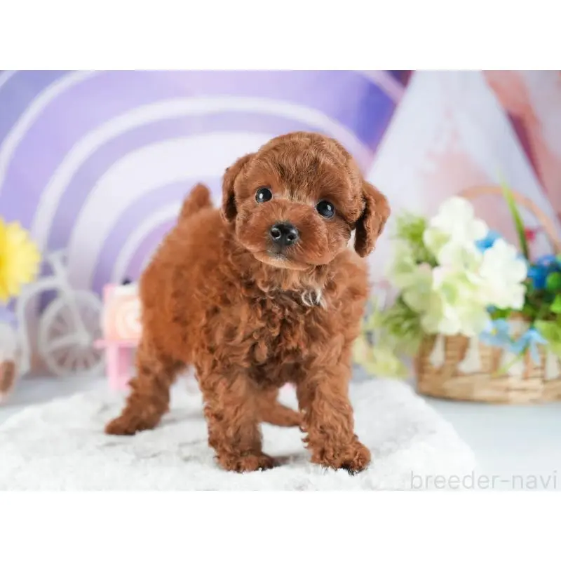 販売中の茨城県のトイプードル-455886の4枚目