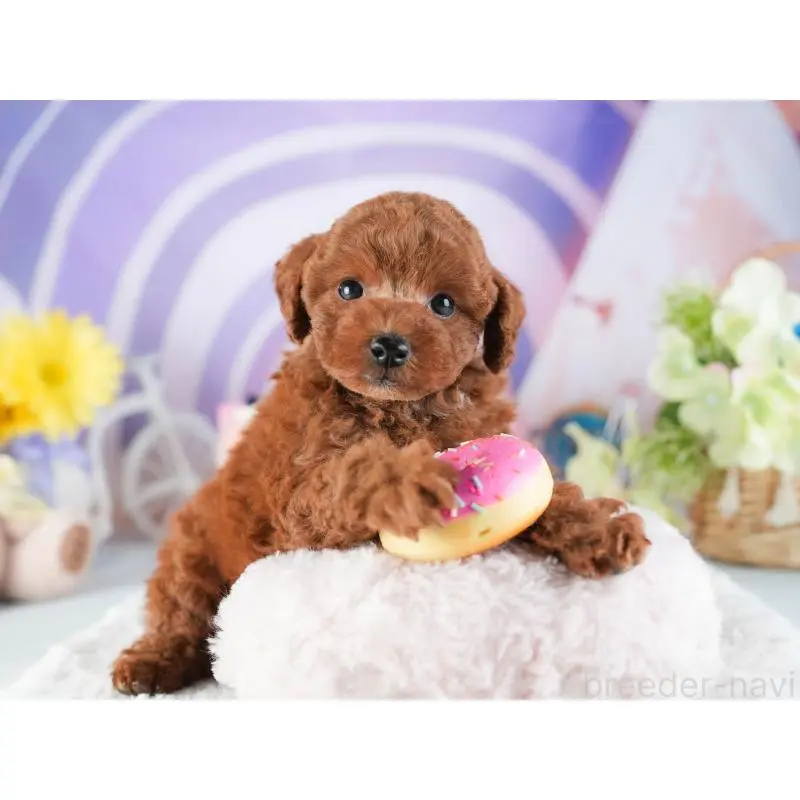 販売中の茨城県のトイプードル-455886の3枚目