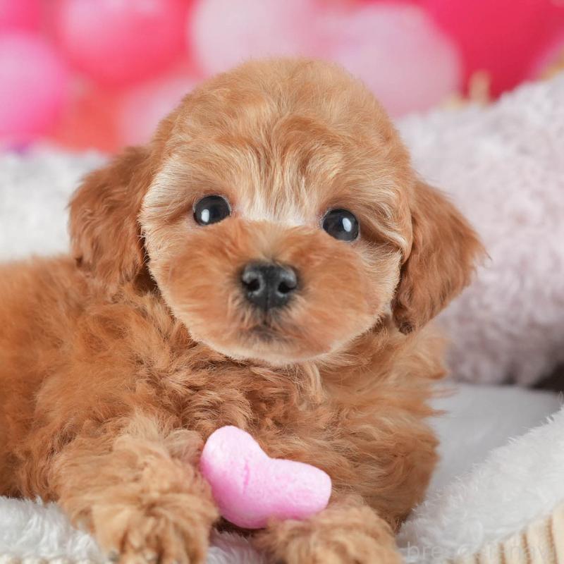 販売中の茨城県のトイプードル-455632の8枚目