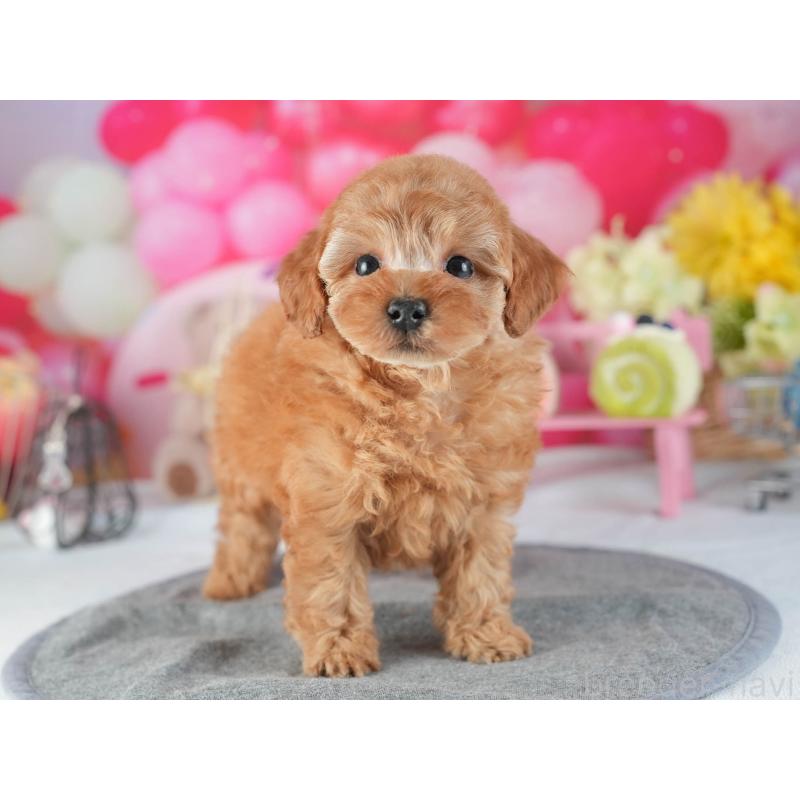 販売中の茨城県のトイプードル-455632の7枚目