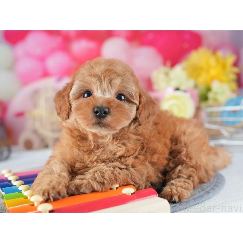 販売中の茨城県のトイプードル-455632の6枚目