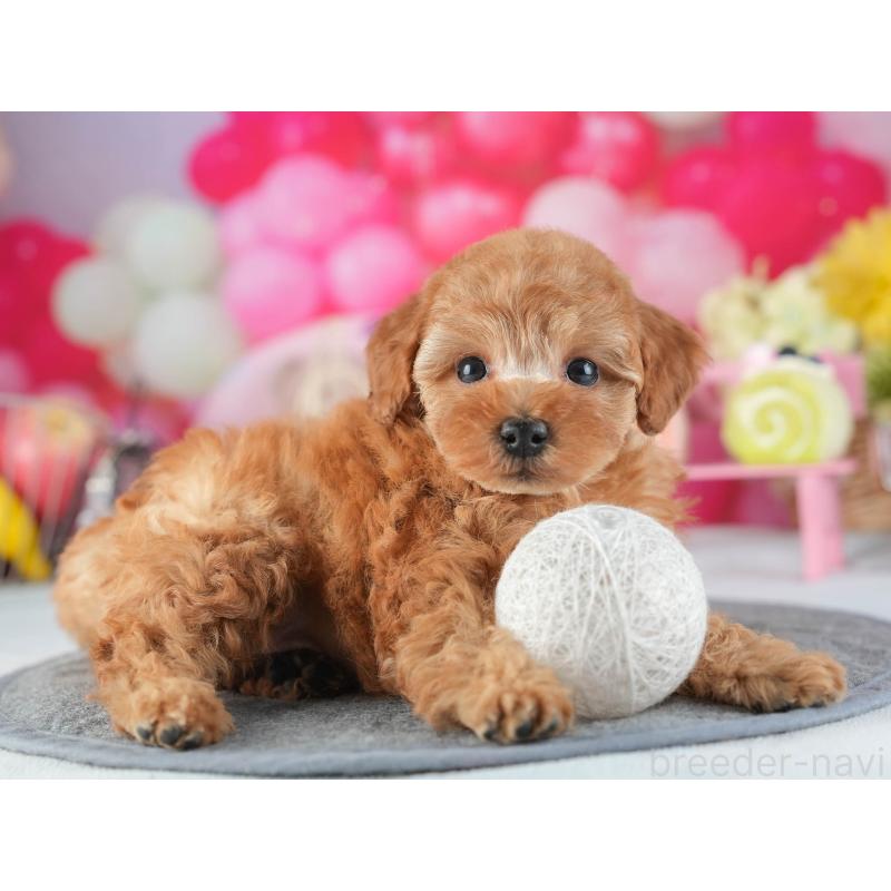 販売中の茨城県のトイプードル-455632の5枚目