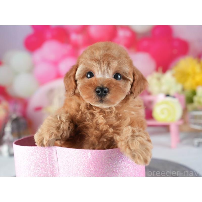 販売中の茨城県のトイプードル-455632の4枚目