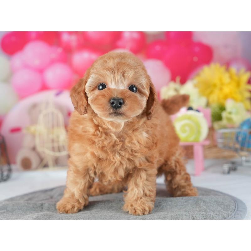 販売中の茨城県のトイプードル-455632の3枚目