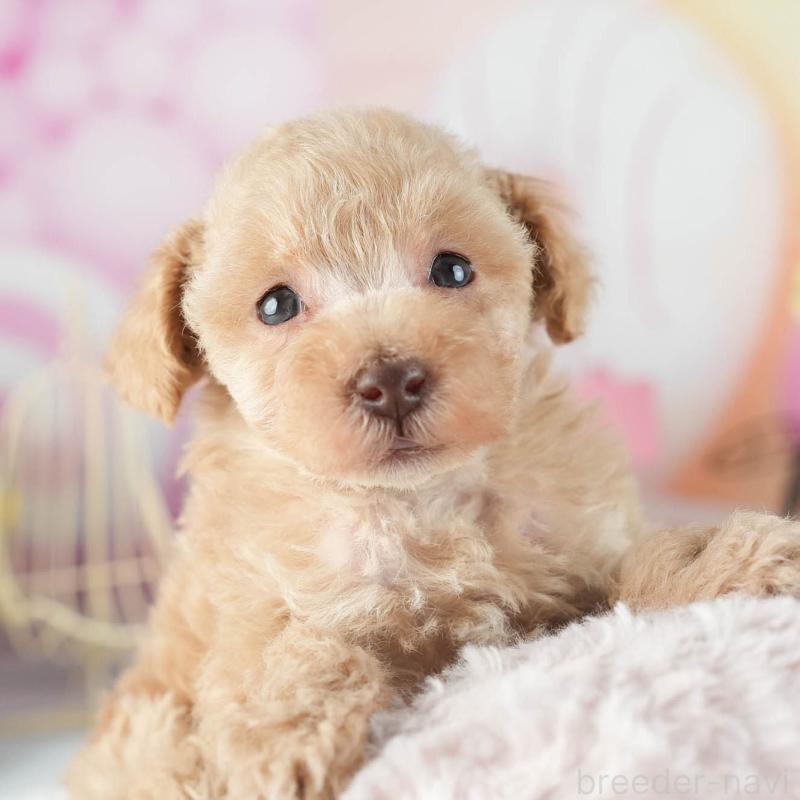 販売中の茨城県のトイプードル-455631の8枚目