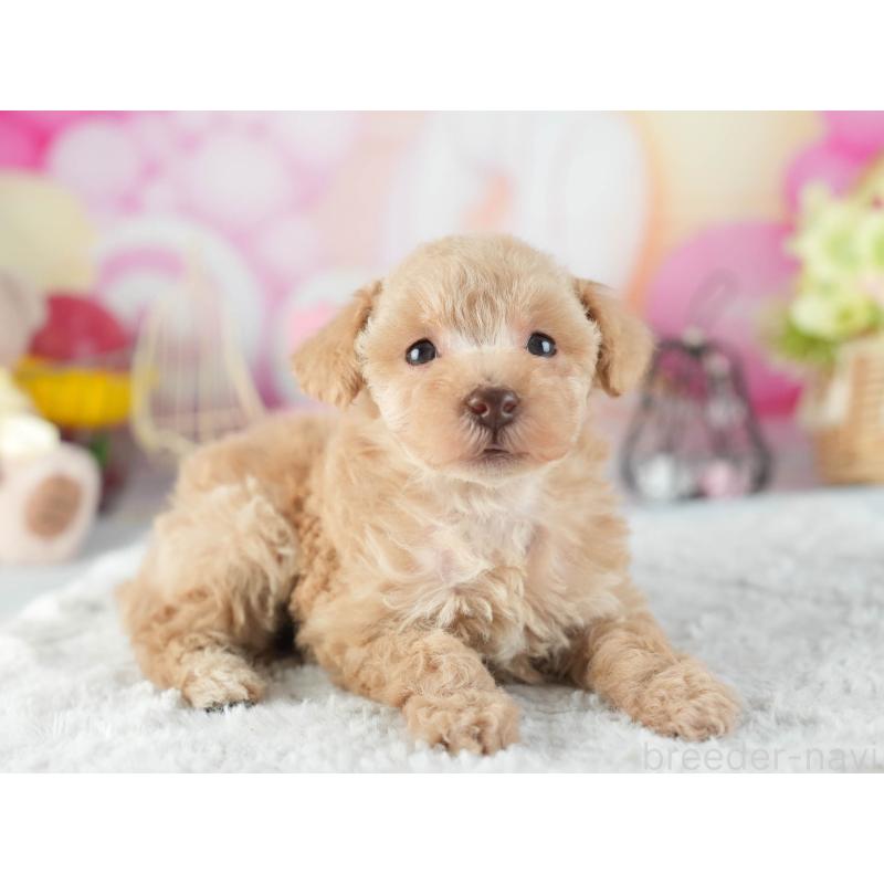 販売中の茨城県のトイプードル-455631の7枚目