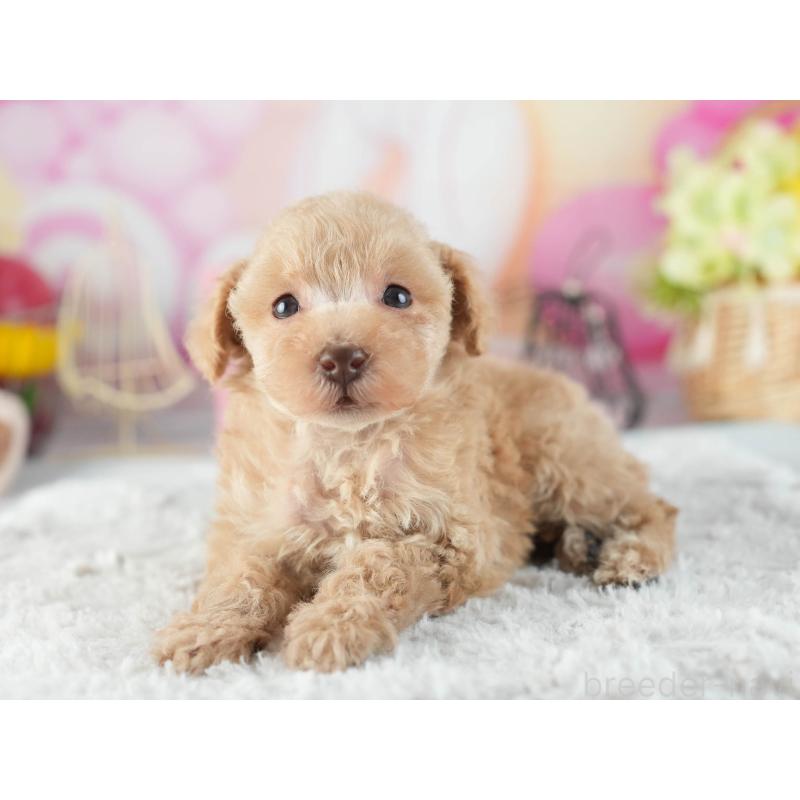 販売中の茨城県のトイプードル-455631の6枚目