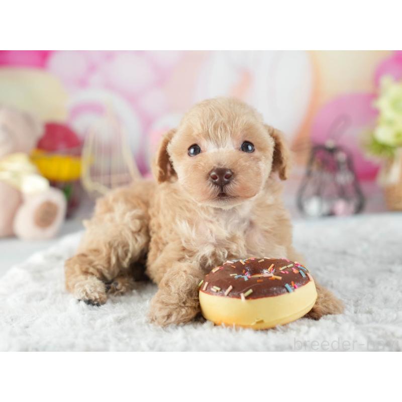 販売中の茨城県のトイプードル-455631の5枚目