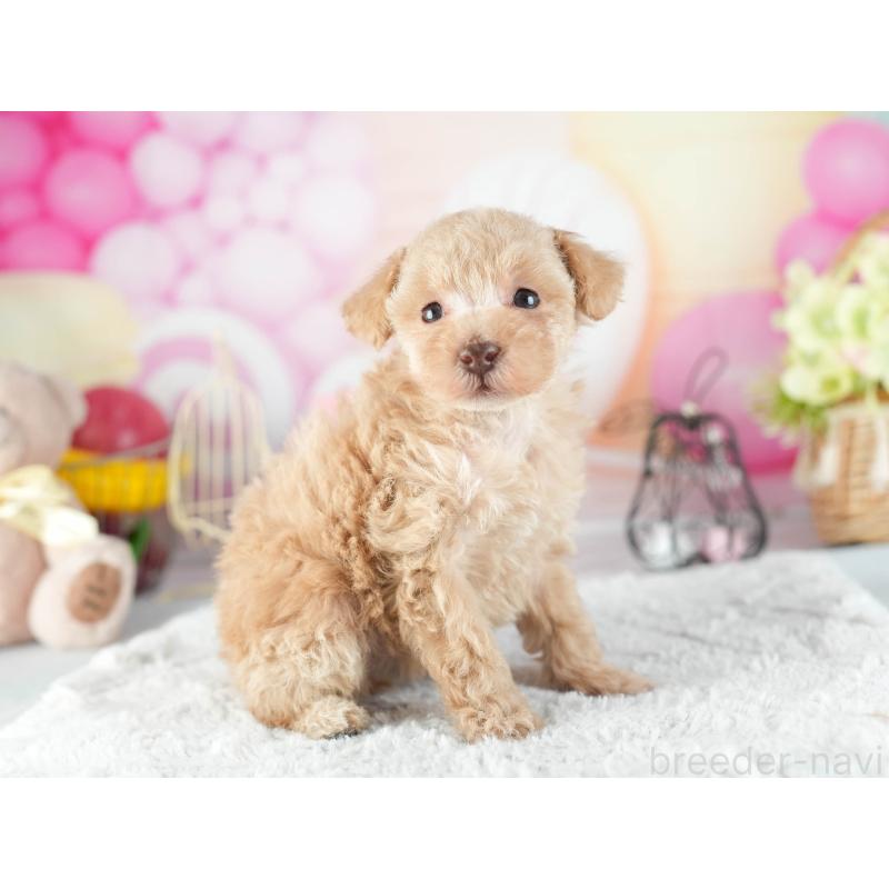 販売中の茨城県のトイプードル-455631の4枚目