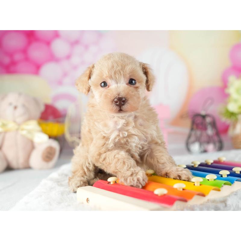 販売中の茨城県のトイプードル-455631の3枚目