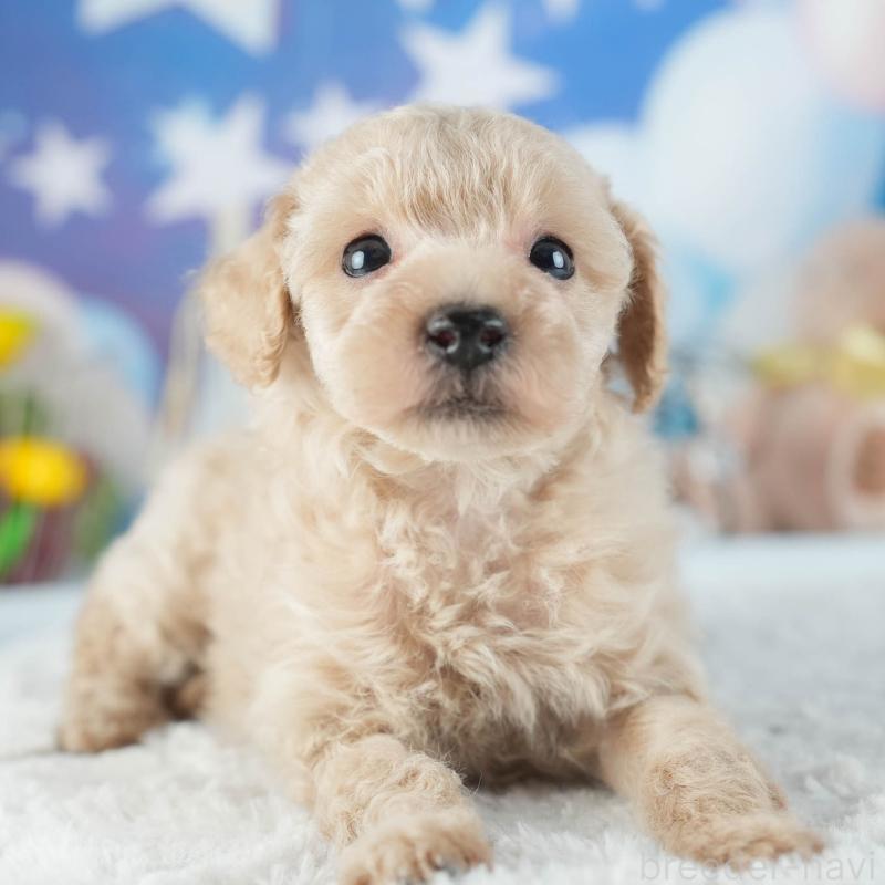 販売中の茨城県のトイプードル-455629の8枚目