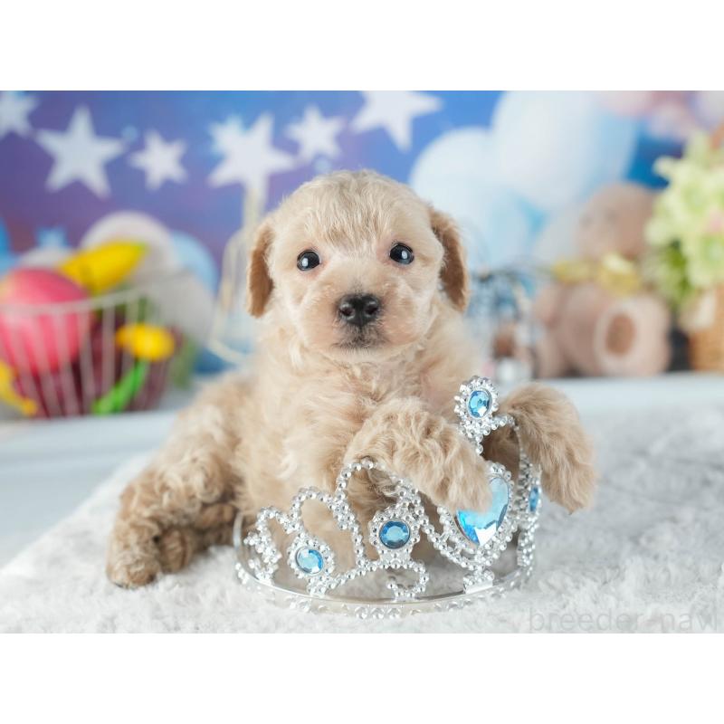 販売中の茨城県のトイプードル-455629の7枚目