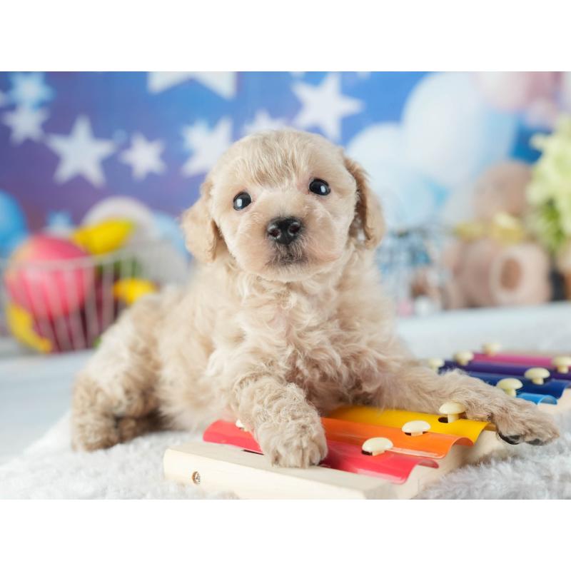 販売中の茨城県のトイプードル-455629の6枚目