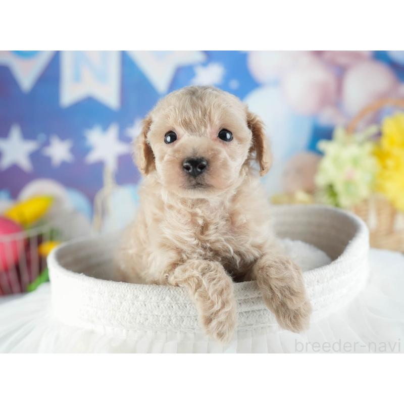 販売中の茨城県のトイプードル-455629の5枚目