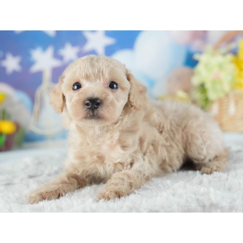 販売中の茨城県のトイプードル-455629の4枚目