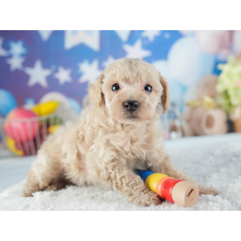 販売中の茨城県のトイプードル-455629の3枚目