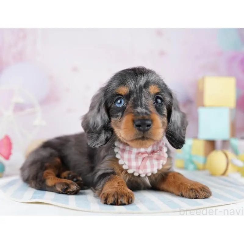 販売中の千葉県のカニンヘンダックスフンド(ロングヘアード)-455857の13枚目