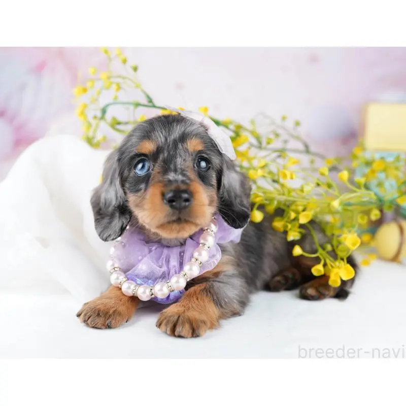 販売中の千葉県のカニンヘンダックスフンド(ロングヘアード)-455857の12枚目