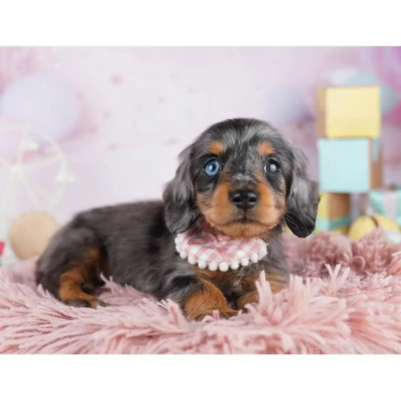 販売中の千葉県のカニンヘンダックスフンド(ロングヘアード)-455857の10枚目