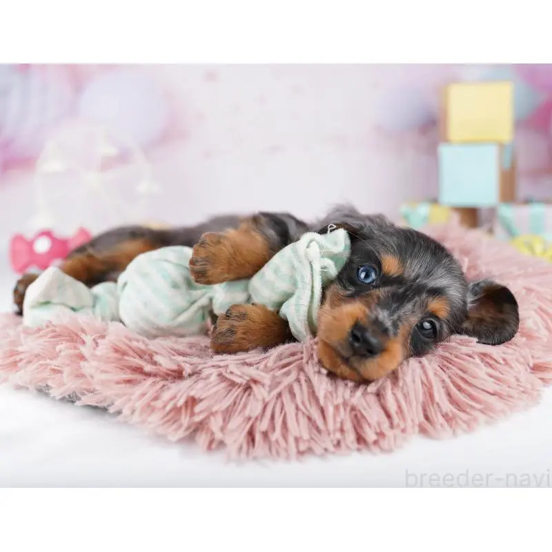 販売中の千葉県のカニンヘンダックスフンド(ロングヘアード)-455857の9枚目