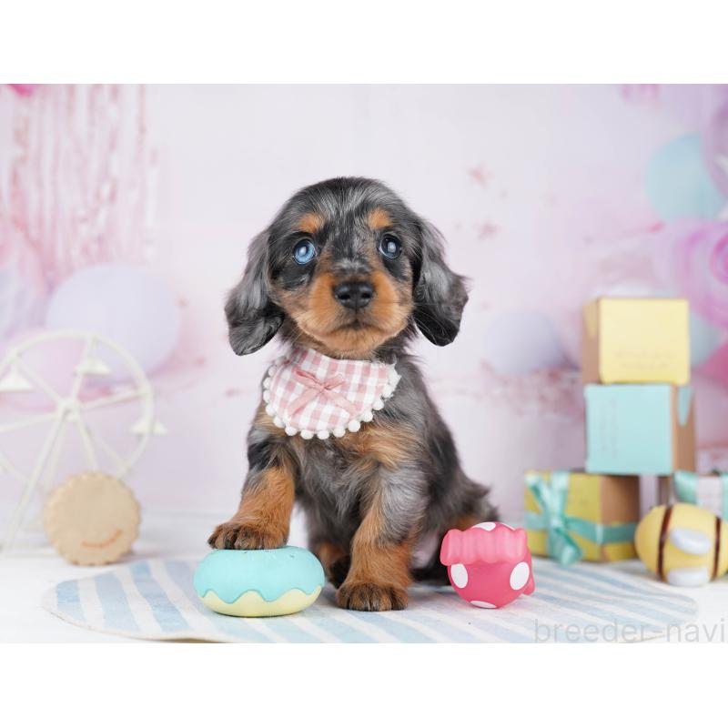 販売中の千葉県のカニンヘンダックスフンド(ロングヘアード)-455857の8枚目