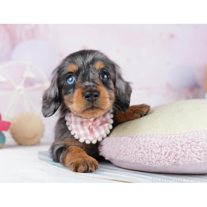 販売中の千葉県のカニンヘンダックスフンド(ロングヘアード)-455857の7枚目