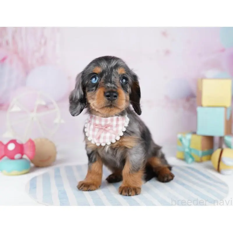 販売中の千葉県のカニンヘンダックスフンド(ロングヘアード)-455857の5枚目