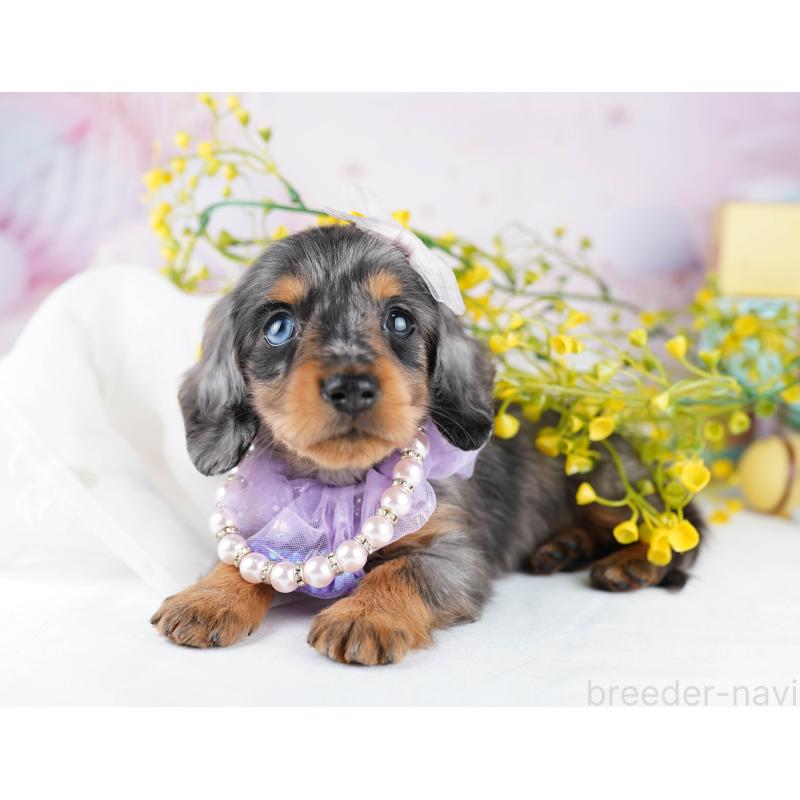 販売中の千葉県のカニンヘンダックスフンド(ロングヘアード)-455857