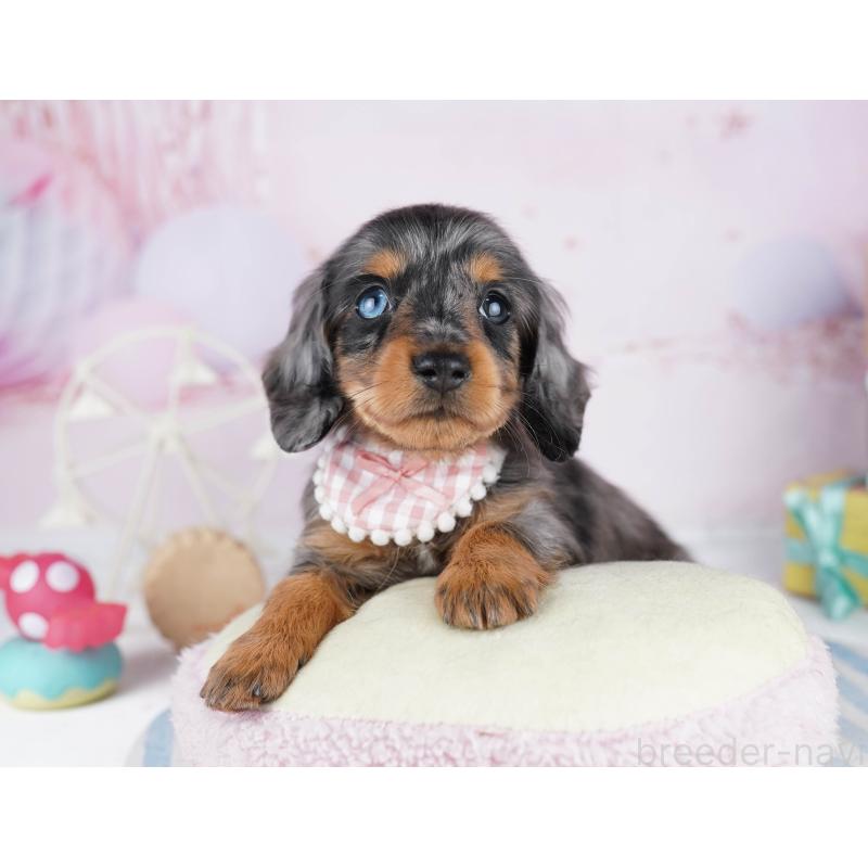 販売中の千葉県のカニンヘンダックスフンド(ロングヘアード)-455857の4枚目