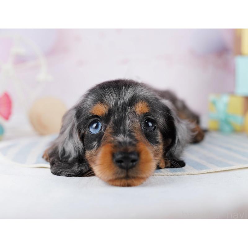 販売中の千葉県のカニンヘンダックスフンド(ロングヘアード)-455857の3枚目