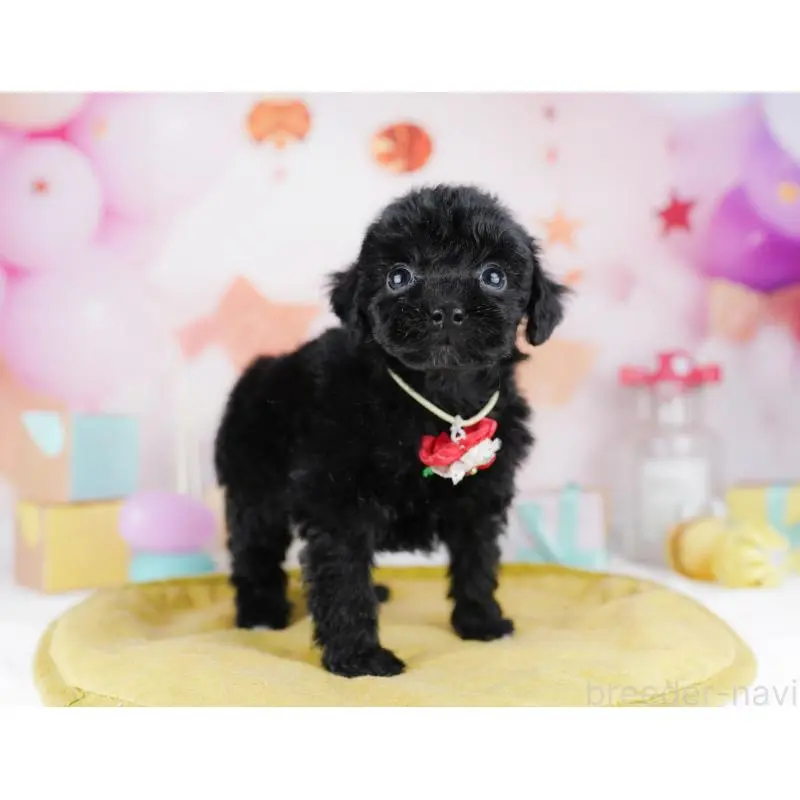 販売中の千葉県のトイプードル-455883の11枚目