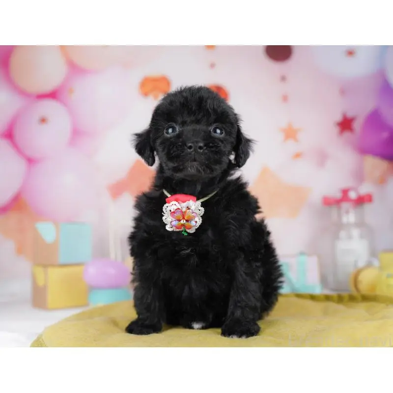 販売中の千葉県のトイプードル-455883の10枚目