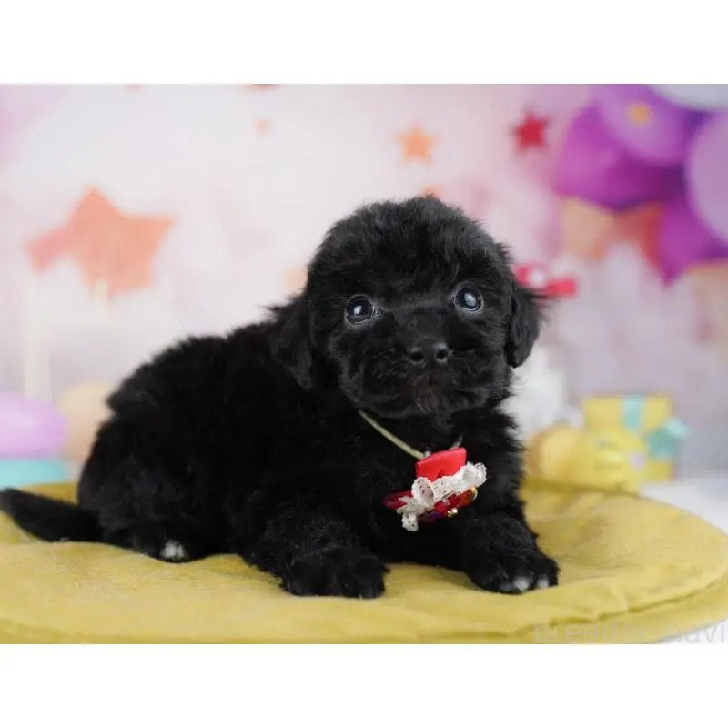 販売中の千葉県のトイプードル-455883の9枚目