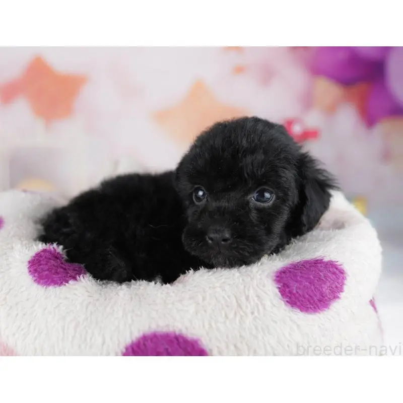 販売中の千葉県のトイプードル-455883の8枚目