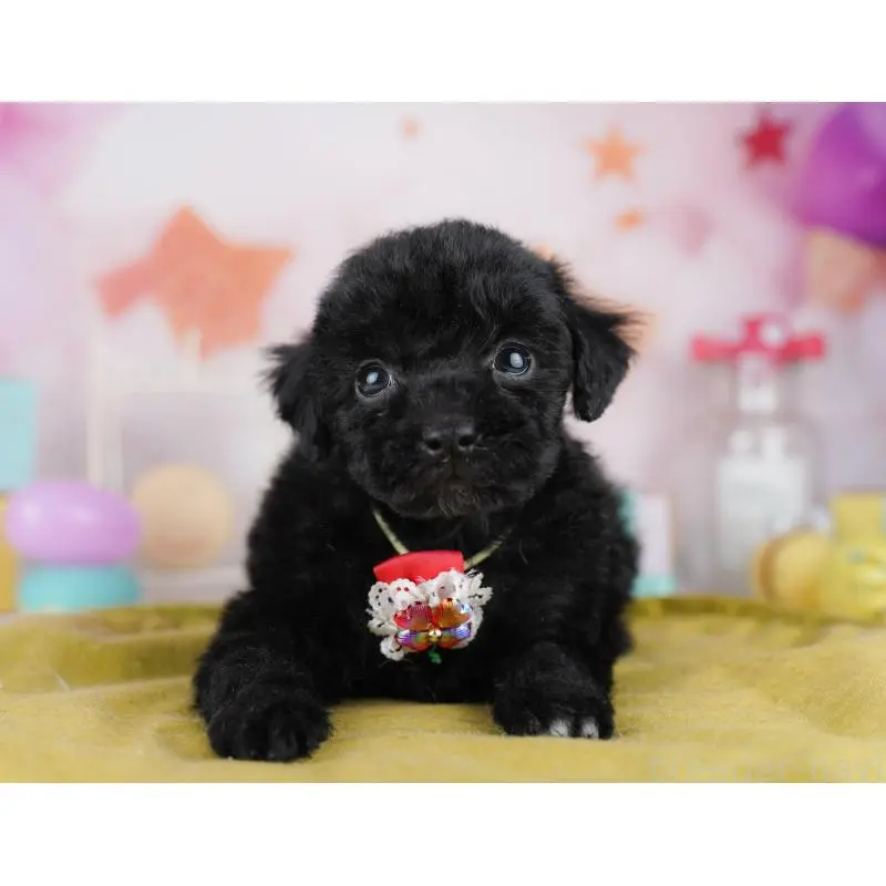 販売中の千葉県のトイプードル-455883の7枚目