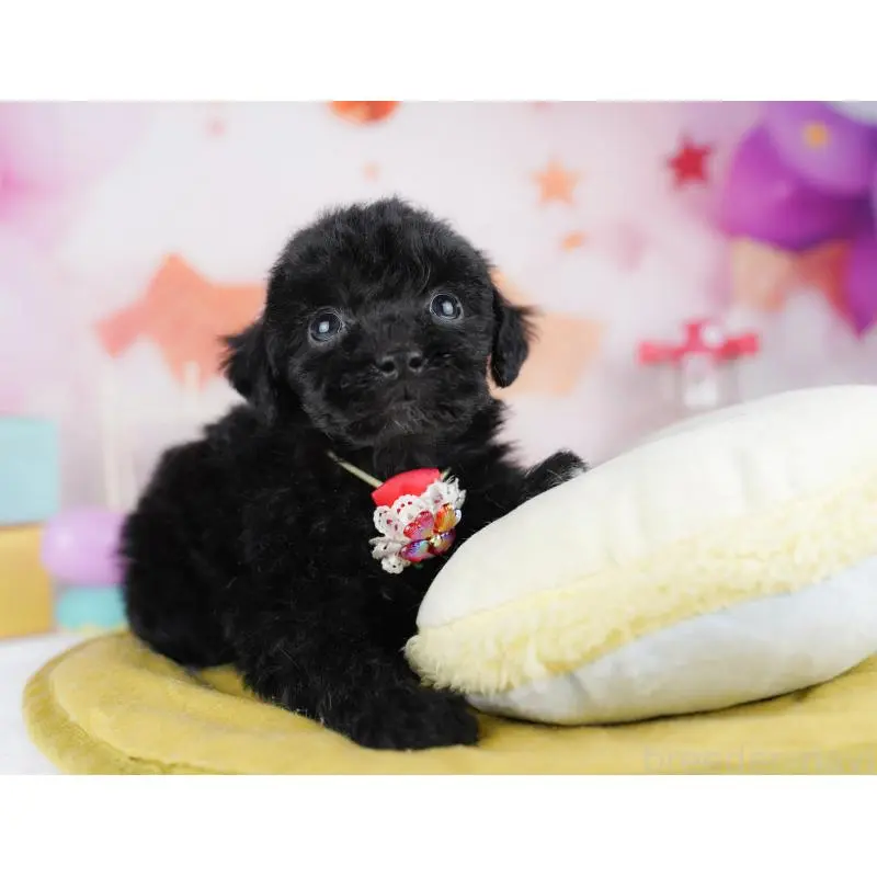 販売中の千葉県のトイプードル-455883の6枚目