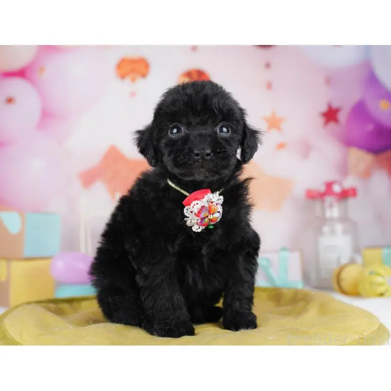 販売中の千葉県のトイプードル-455883の5枚目